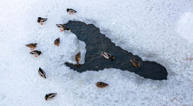 Ducks sit on the ice near the ice hole on a winter day.