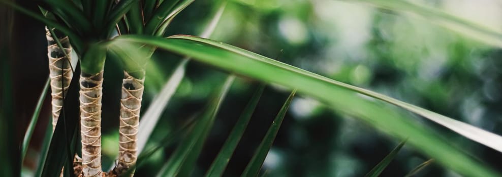 Exotic palm tree leaves, green nature and summer holiday closeup