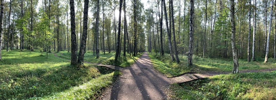 Panorama of first days of autumn in a park, long shadows, blue sky, Buds of trees, Trunks of birches, sunny day, path in the woods, yellow leafs, perspective