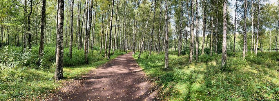 Panorama of first days of autumn in a park, long shadows, blue sky, Buds of trees, Trunks of birches, sunny day, path in the woods, yellow leafs, perspective