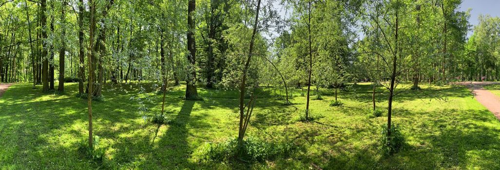 Panorama of first days of autumn in a park, long shadows, blue sky, Buds of trees, Trunks of birches, sunny day, path in the woods, yellow leafs, perspective