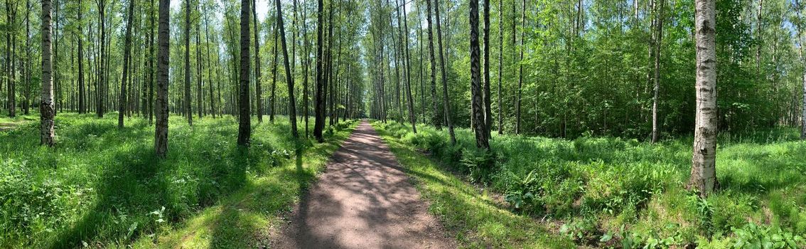 Panorama of first days of autumn in a park, long shadows, blue sky, Buds of trees, Trunks of birches, sunny day, path in the woods, yellow leafs, perspective