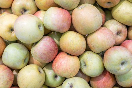 ripe apples close-up on the shelves of stores. High quality photo