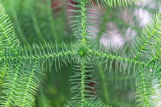 tropical plant leaves close up as background. High quality photo