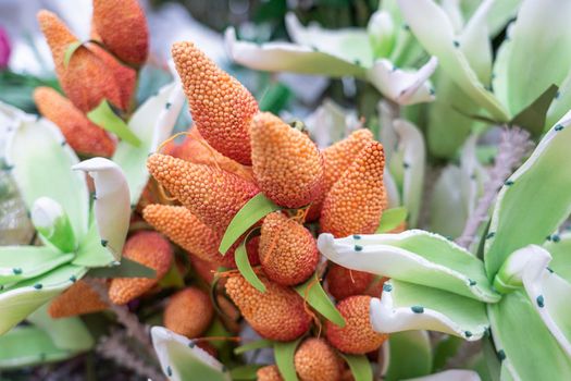 tropical plant leaves close up as background. High quality photo