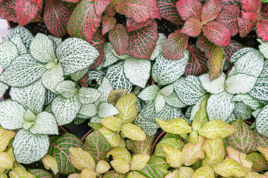 tropical plant leaves close up as background. High quality photo