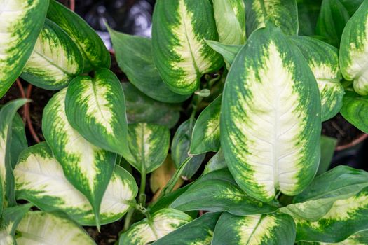 tropical plant leaves close up as background. High quality photo