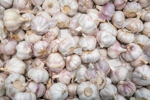 heads of ripe garlic close-up as background. High quality photo
