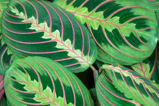 tropical plant leaves close up as background. High quality photo