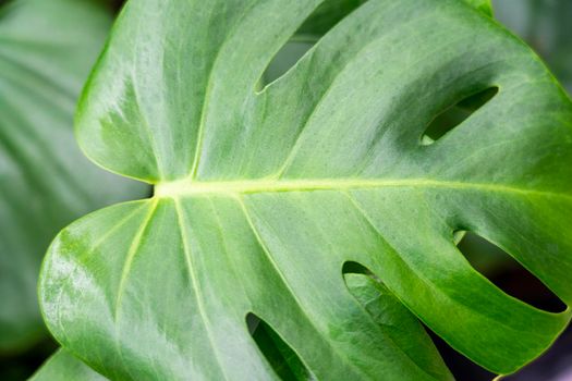 tropical plant leaves close up as background. High quality photo