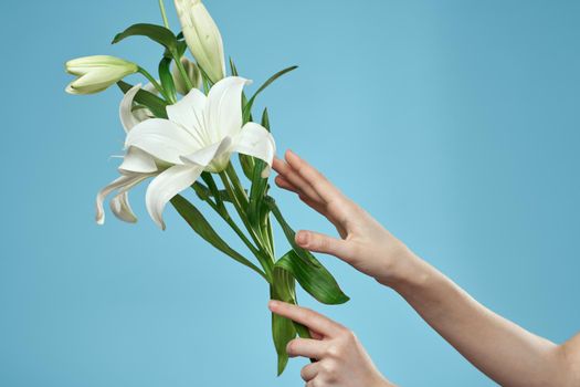 bouquet of white flowers on blue background and female hand cropped view. High quality photo