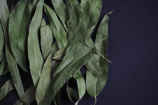 A natural pharmacy. Dried eucalyptus on a black background.