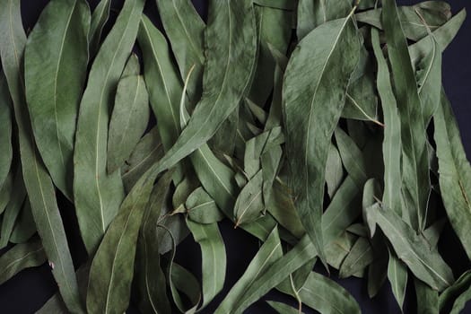 A natural pharmacy. Dried eucalyptus on a black background.