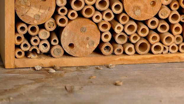 insect hotel with open nests of European orchid bees