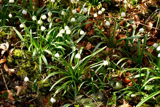 Snowflake, early spring flower in the Autal, Bad Ueberkingen, Germany