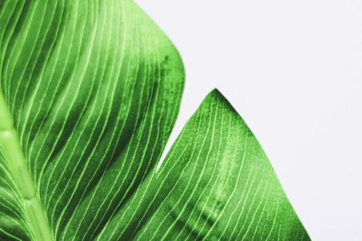 Exotic green leaf as organic nature background, climate change and eco environment concept