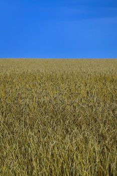 Yellow wheat field against the blue sky
