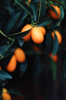 Mandarin tree in exotic fruit garden, organic food and fruitful plant concept