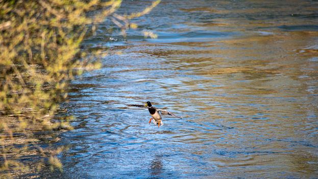 Mallard water bird on the river as it lands on the water