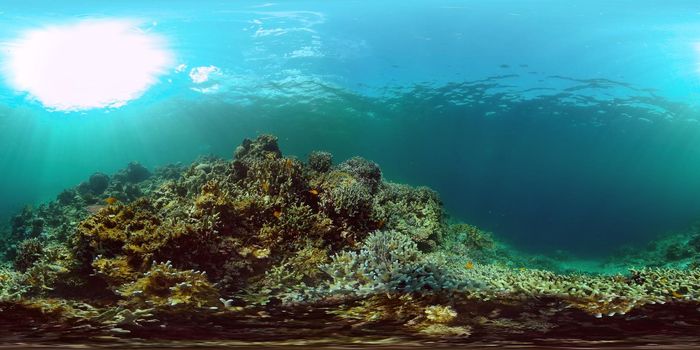Tropical fishes and coral reef underwater. Hard and soft corals, underwater landscape. Philippines. Virtual Reality 360.