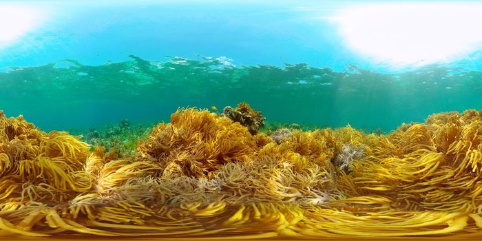 Coral Reef and Fishes Underwater. Underwater fish reef marine. Tropical colorful underwater seascape with coral reef. Philippines. 360 panorama VR