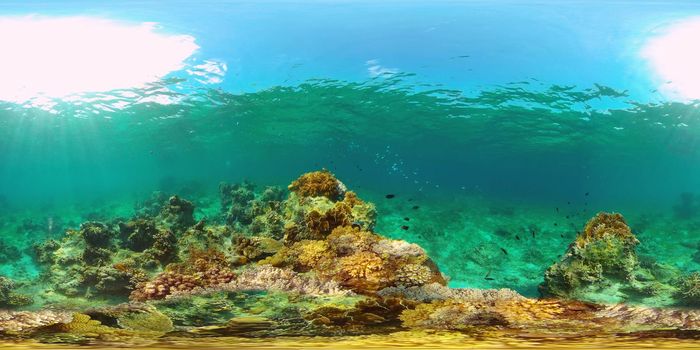 Tropical fishes and coral reef at diving. Underwater world with corals and tropical fishes. Philippines. Virtual Reality 360.