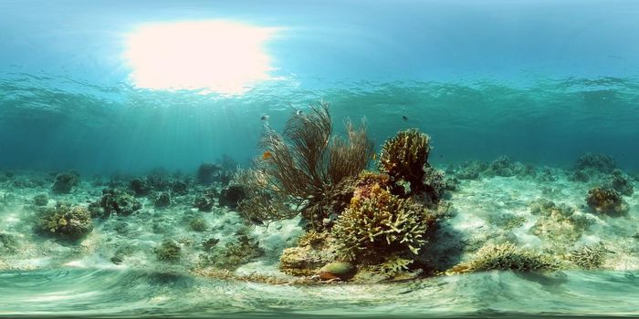 Underwater fish garden reef. Reef coral scene. Coral garden seascape. Philippines. 360 panorama VR