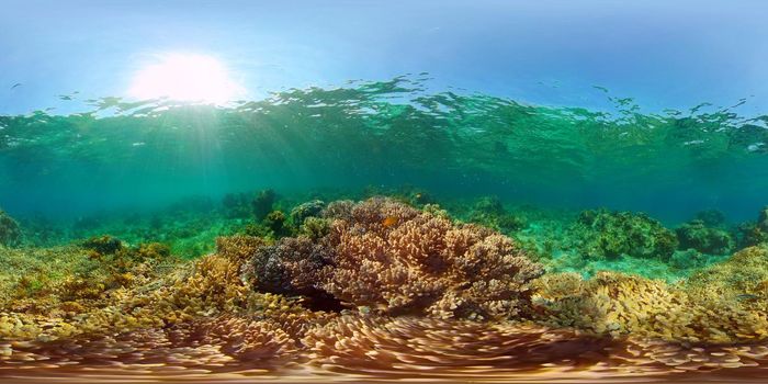 Coral reef underwater with fishes and marine life. Coral reef and tropical fish. Philippines. Virtual Reality 360.