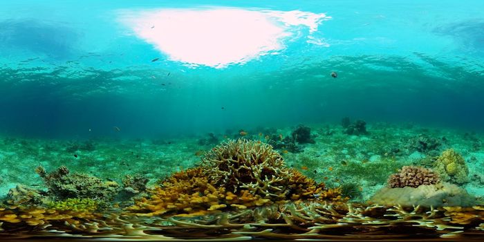 Tropical coral reef seascape with fishes, hard and soft corals. 360 panorama VR
