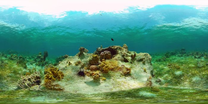 Marine life sea world. Underwater fish reef marine. Tropical colourful underwater seas. Philippines. 360 panorama VR