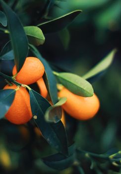 Mandarin tree in exotic fruit garden, organic food and fruitful plant concept