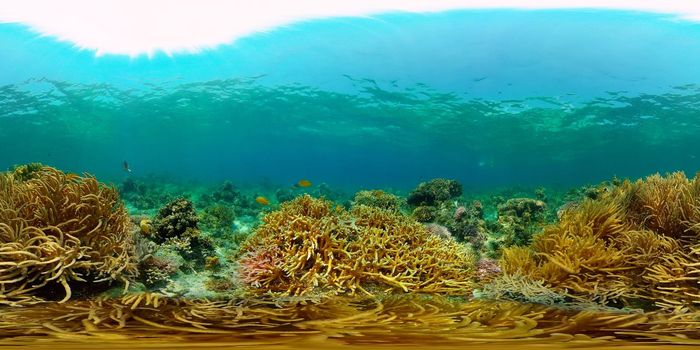 Marine life sea world. Underwater fish reef marine. Tropical colourful underwater seascape. Philippines. Virtual Reality 360.