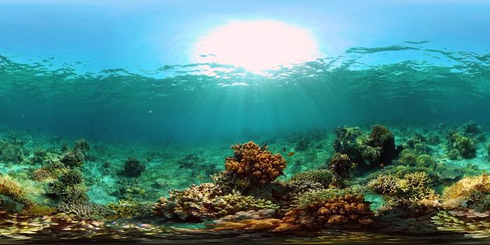 Tropical coral reef seascape with fishes, hard and soft corals. 360 panorama VR