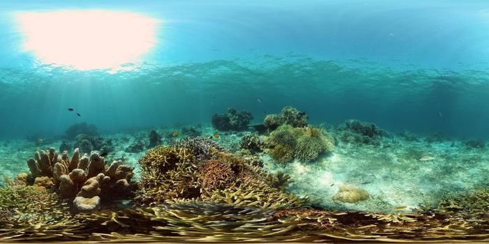 Reef underwater tropical coral garden. Underwater sea fish. Philippines. 360 panorama VR.