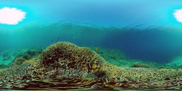 Reef Coral Tropical Garden. Tropical underwater sea fish. Colourful tropical coral reef. Philippines. 360 panorama VR
