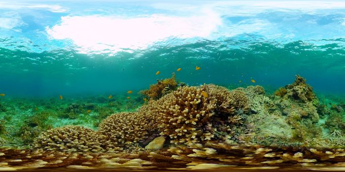 Coral Reef and Fishes Underwater. Underwater fish reef marine. Tropical colorful underwater seascape with coral reef. Philippines. 360 panorama VR