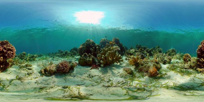 Tropical fishes and coral reef at diving. Beautiful underwater world with corals and fish. Philippines. 360 panorama VR