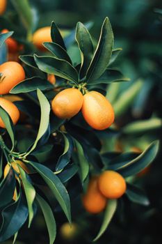 Mandarin tree in exotic fruit garden, organic food and fruitful plant concept