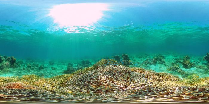 The underwater world of coral reef with fishes at diving. Coral garden under water. Coral Reef Fish Scene. Philippines. 360 panorama VR