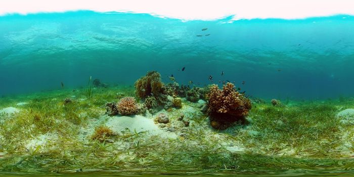 Marine scuba diving. Underwater colorful tropical coral reef seascape. Philippines. 360 panorama VR