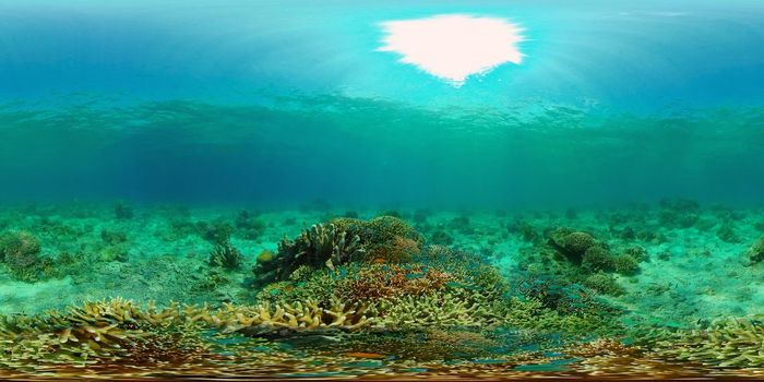 Beautiful underwater world with coral reef and tropical fishes. Colourful tropical coral reef. Philippines. Travel vacation concept 360 panorama VR