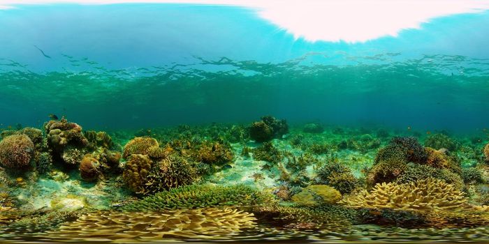Underwater world with coral reef and tropical fishes. Travel vacation concept 360 panorama VR