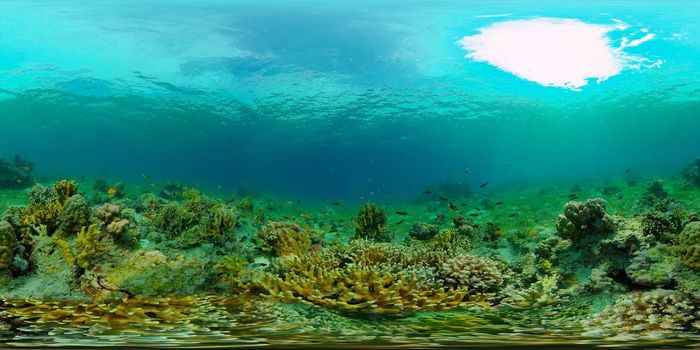 Coral reef and tropical fishes. Coral Reef and Fishes Underwater. The underwater world of the Philippines. 360 panorama VR