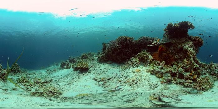 Tropical Seascape Underwater Life. Tropical underwater sea fish. Philippines. 360 panorama VR