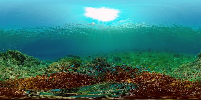 Scene reef. Marine life sea world. Underwater fish reef marine. Philippines. Virtual Reality 360.