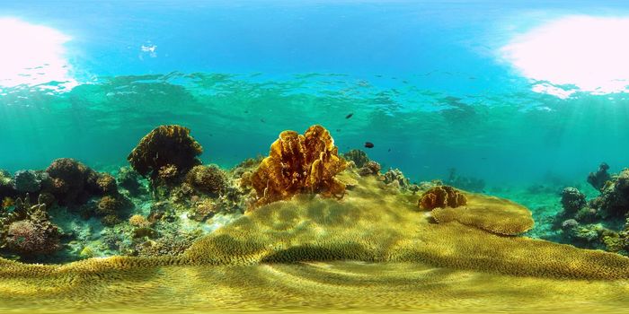 Tropical coral reef and fishes underwater. Tropical fishes and coral reef underwater. Travel vacation concept. Philippines. Virtual Reality 360.