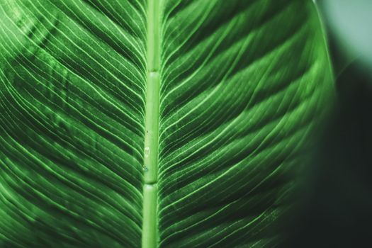 Exotic green leaf as organic nature background, climate change and eco environment concept