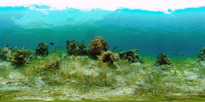 Underwater Tropical Reef View. Tropical fish reef marine. Soft-hard corals seascape. Philippines. Virtual Reality 360.