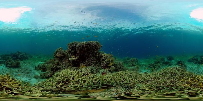 Tropical fishes and coral reef at diving. Beautiful underwater world with corals and fish. 360 panorama VR