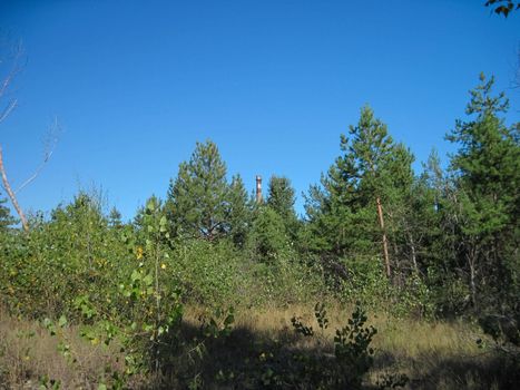 The end of the old pipe of the plant is visible above the treetops.